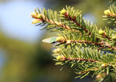 Camaflauged green streak butterfly on fir tree