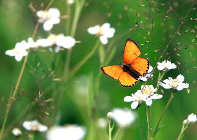 butterfly with flowers