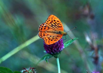 orange butterfly